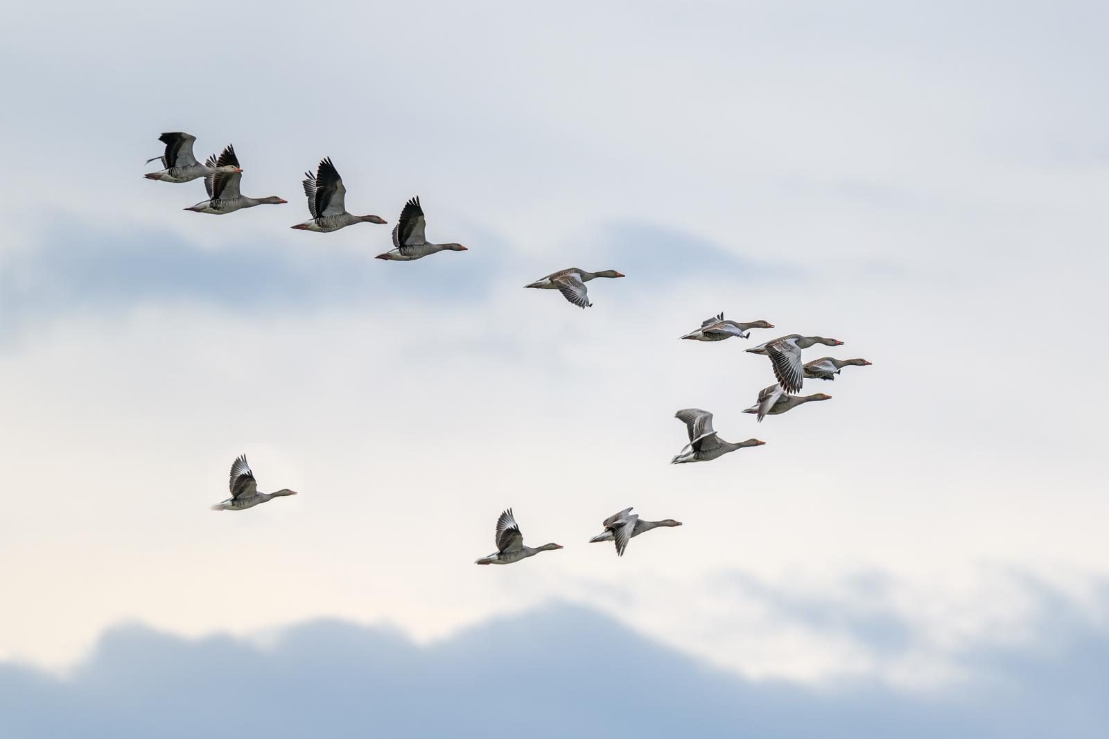 Geese flying in formation, with one bird trailing alone
